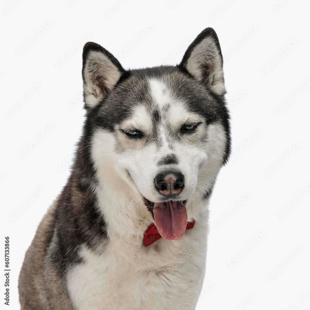 beautiful husky wearing red bowtie around neck and sticking out tongue