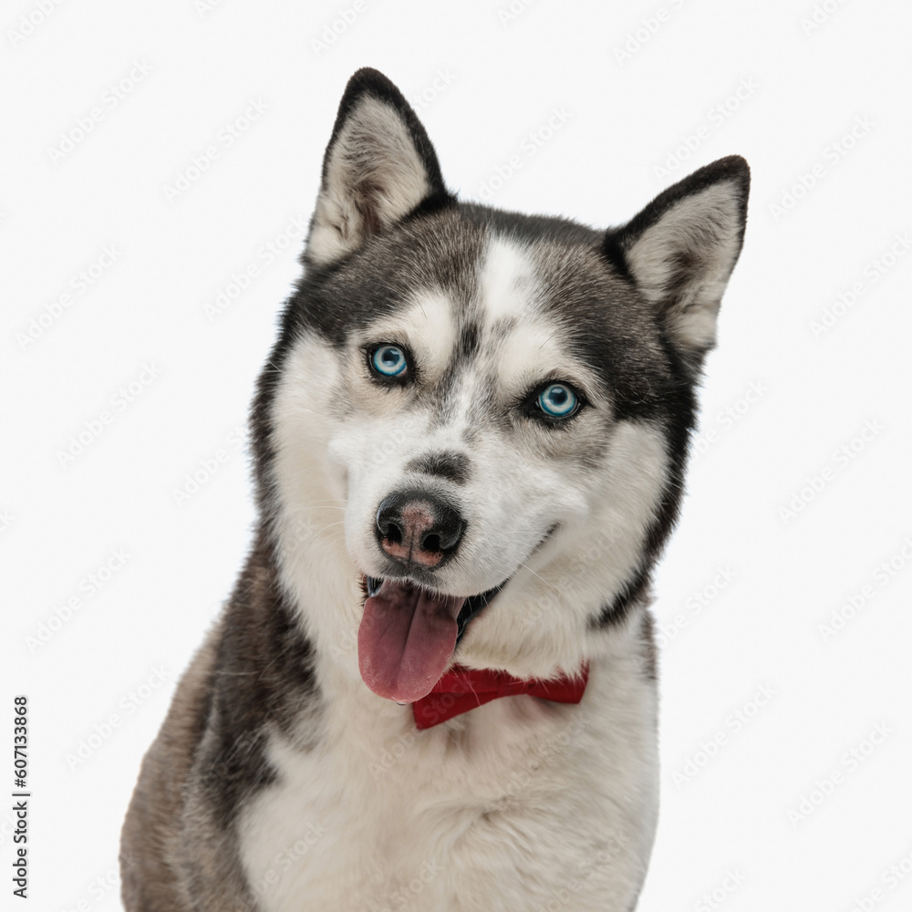portrait of happy husky with bowtie sticking out tongue and panting