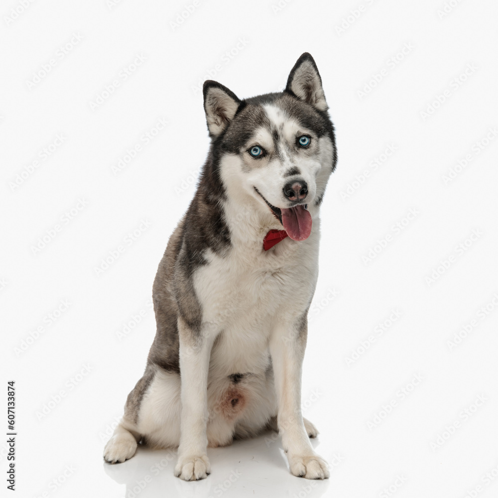 precious husky with bowtie sticking out tongue and panting while sitting