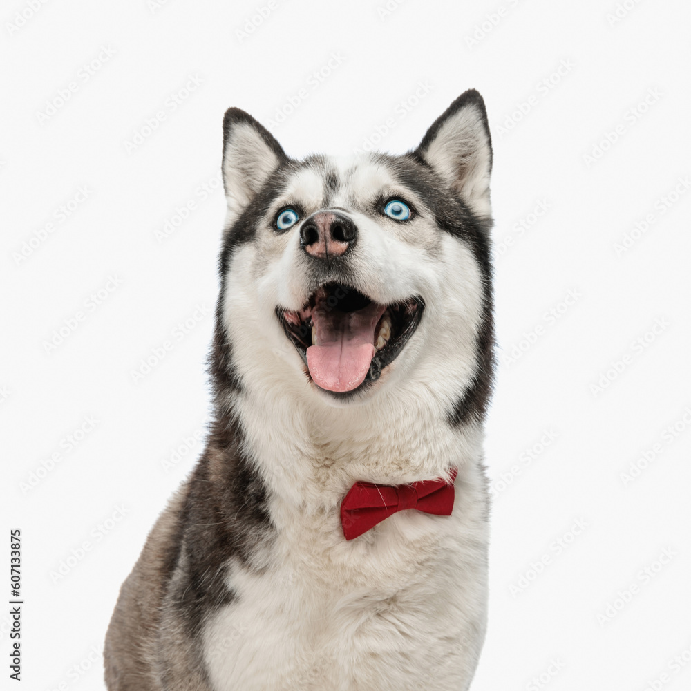 enthusiastic husky with bowtie looking up and panting with excitement enthusiastic husky with bowtie looking up and panting with excitement