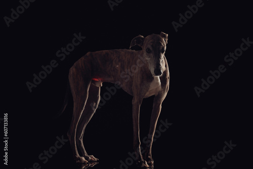 side view of skinny greyhound dog with long legs looking forward