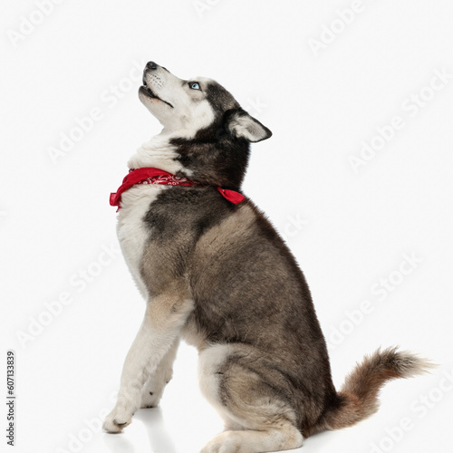 side view of adorable husky with red bandana looking up and sitting © Viorel Sima