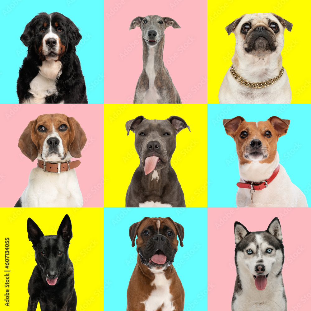 photo collage of adorable dogs in front of blue, pink and yellow background