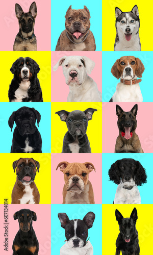 collage of different types of dog breeds in front of colorful background