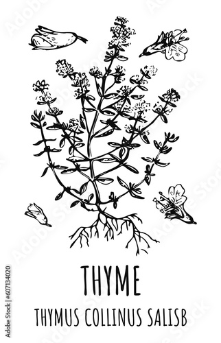 Drawings ORIGANUM THYMUS. Hand drawn illustration. Latin name Thymus vulgaris L.