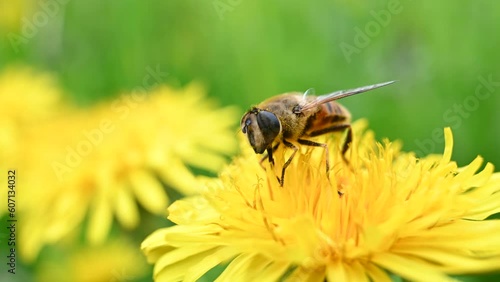 ape fiore miele api photo