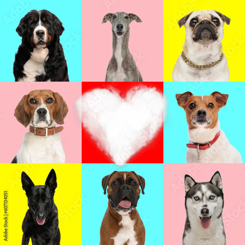 love collage of different types of dog breeds with a heart in the middle