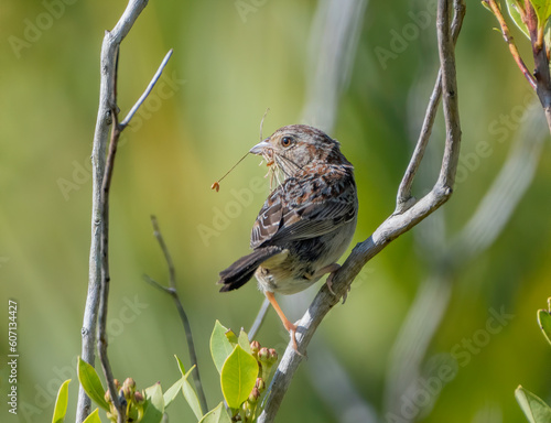 A Bachman's sparrow collecting nesting material during spring in central Florida. 