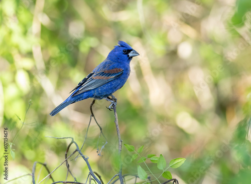 Male blue grosbeak perched on a branch 