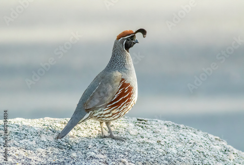 Gambels quail perched on rock