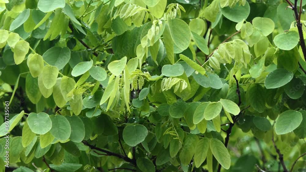 it is raining on the green leaves of a tree. 4k video capture
it is raining on the green leaves of a tree. 4k video capture