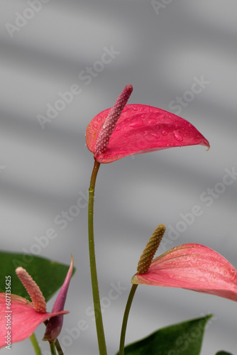 Indoor Anthurium plant with beautiful pink flowers on a grey background with shadows. Indoor plants.