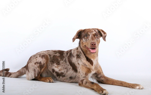 Close-up shot of a lying pretty red merle aussidor in a white studio