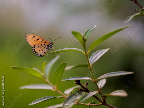 A beautiful butterfly with beautiful wings chasing on green leaf  photo