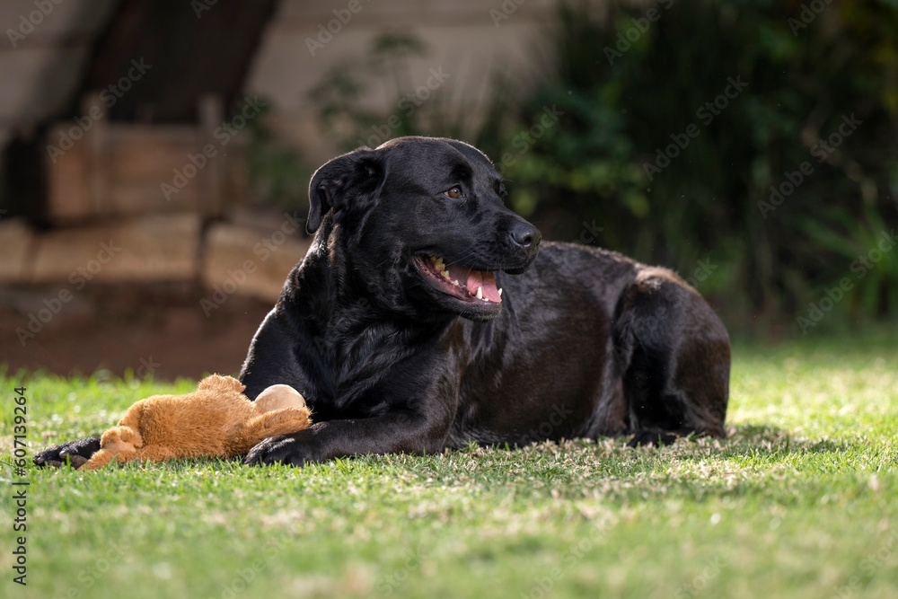 Non pedigree beautiful lovable cross breed dog pet, showing that dogs are truly mans best friend. Playing on the lawn with her teddy bear, having fun and enjoying Non pedigree beautiful lovable cross breed dog pet, showing that dogs are truly mans best friend. Playing on the lawn with her teddy bear, having fun and enjoying
