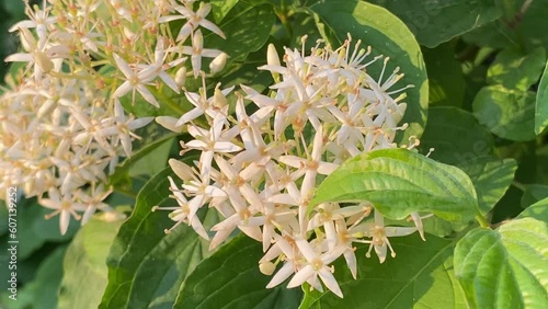 Common Dogwood, bush in bloom, little white flowers