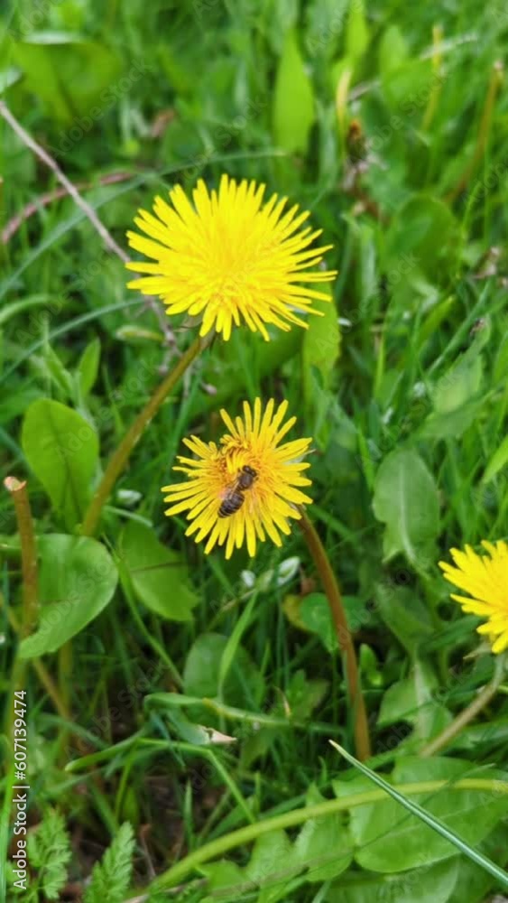 A bee collects nectar for honey from a yellow dandelion against a background of bright green grass A bee collects nectar for honey from a yellow dandelion against a background of bright green grass