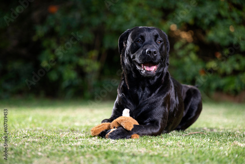 Non pedigree beautiful lovable cross breed dog pet, showing that dogs are truly mans best friend. Playing on the lawn with her teddy bear, having fun and enjoying  photo