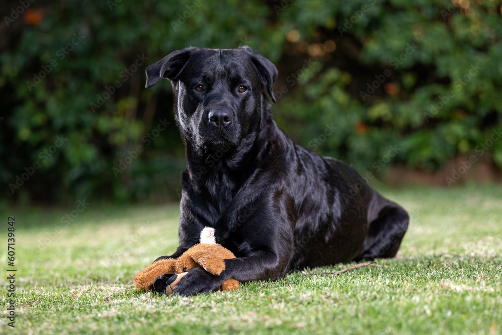 Non pedigree beautiful lovable cross breed dog pet, showing that dogs are truly mans best friend. Playing on the lawn with her teddy bear, having fun and enjoying Non pedigree beautiful lovable cross breed dog pet, showing that dogs are truly mans best friend. Playing on the lawn with her teddy bear, having fun and enjoying