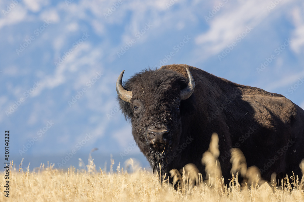 Bison in Autumn in Grand Teton National Park Wyoming Bison in Autumn in Grand Teton National Park Wyoming