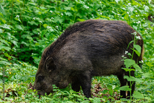 wild boar in the woods © Aliaksei