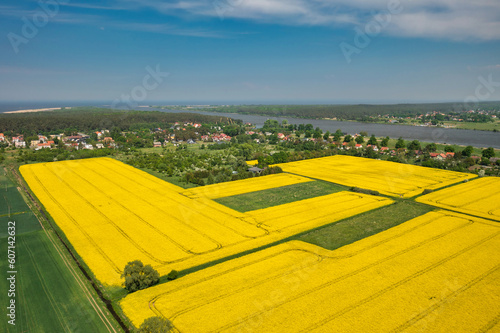 Yellow rapeseed field at sunny day, Sobieszewo Island. Poland