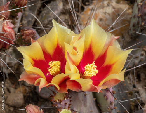 Prickly Pear in-bloom. Arizona Cactus Garden in Palo Alto, California. photo