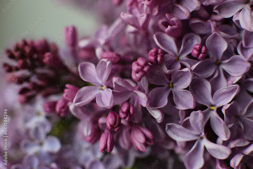 Blurry floral background.A branch of blossoming lilac (syringa) flowers. Lilac background. Lilac closeup. Blurry floral background.A branch of blossoming lilac (syringa) flowers. Lilac background. Lilac closeup.