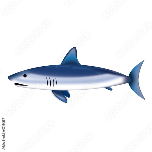 shark on a white background
