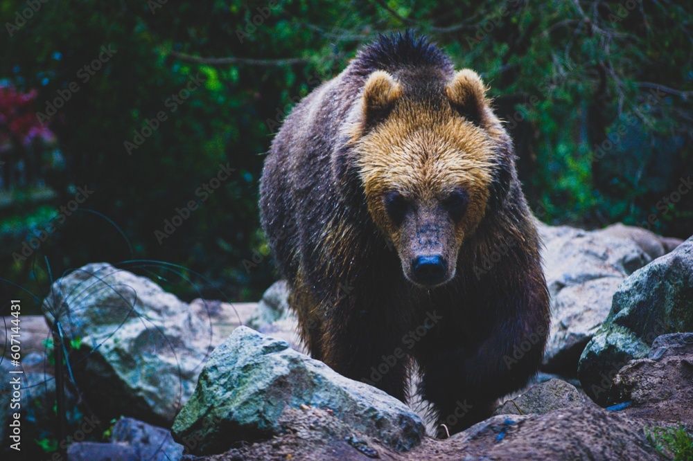 Fototapeta premium Ours