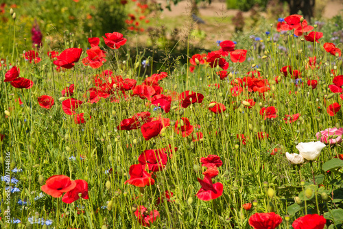 Blumenwiese in der Ortenau