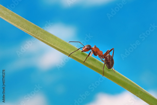 An ant systematically runs along a grass stalk against a blue sky background. 
It's cool in spring, and the ant doesn't run as fast as in summer.
