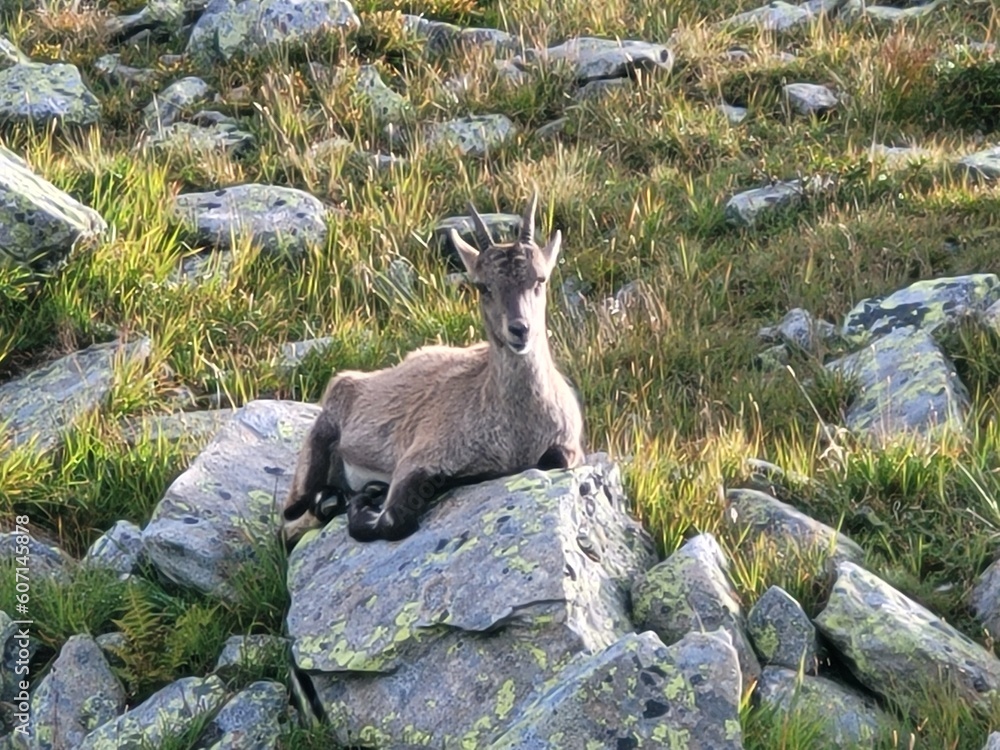 bouquetin, chamois, isard sur rocher