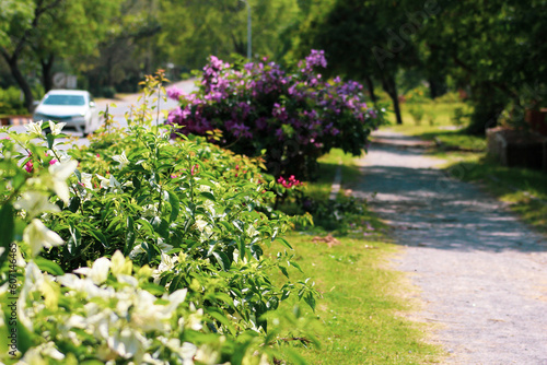 beautiful walking path with colorful flowers   