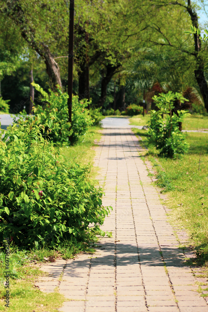 footpath in the ground greenery view