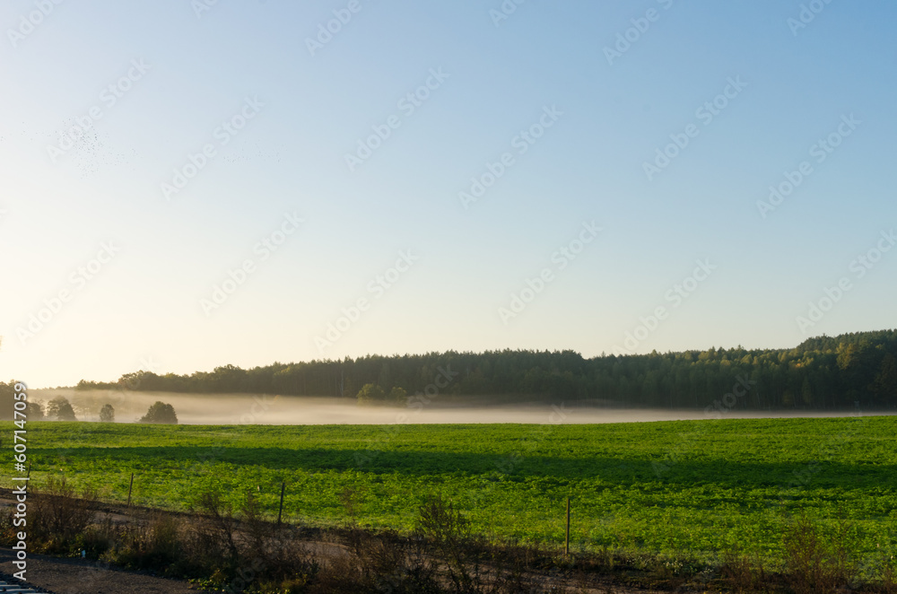 Morning Landscape: Green Field with a Blue Sky, Misty Haze Hovering above the Ground Morning Landscape: Green Field with a Blue Sky, Misty Haze Hovering above the Ground