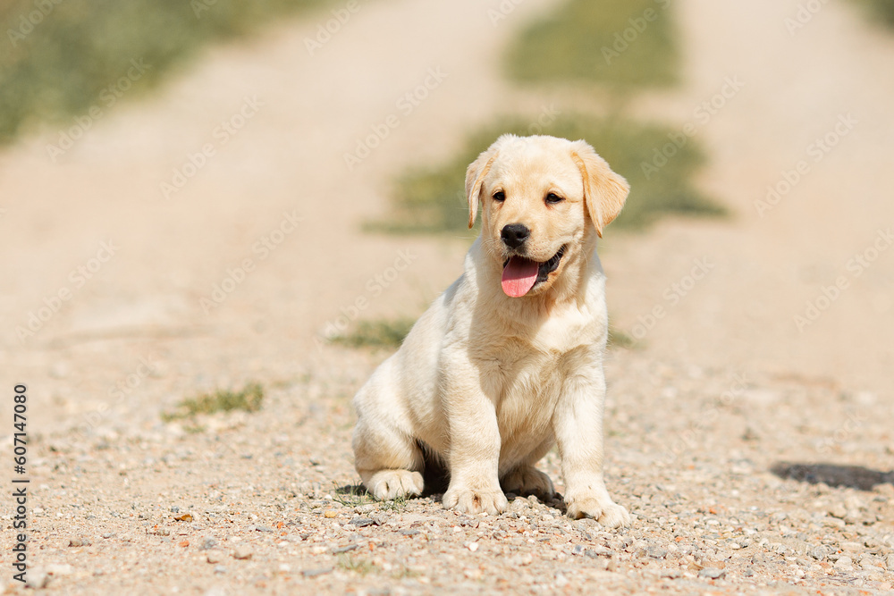 Portrait of beige Labrador retriever puppy playing outdoors in summer