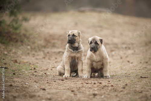 Beige puppies of Kangal shepherd dog walking in the park in summer