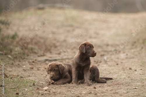 Portrait of brown Labrador retriever puppy playing outdoors in summer