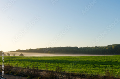 Morning Landscape  Green Field with a Blue Sky  Misty Haze Hovering above the Ground