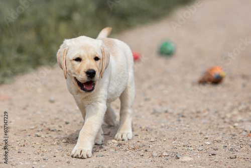 Portrait of beige Labrador retriever puppy playing outdoors in summer