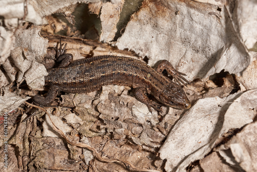 A quick or ordinary lizard basks in the garden under the rays of the spring sun. Quick lizard, or an ordinary lizard (lat. Lacerta agilis) is a species of lizard from the family of true lizards. A quick or ordinary lizard basks in the garden under the rays of the spring sun. Quick lizard, or an ordinary lizard (lat. Lacerta agilis) is a species of lizard from the family of true lizards.