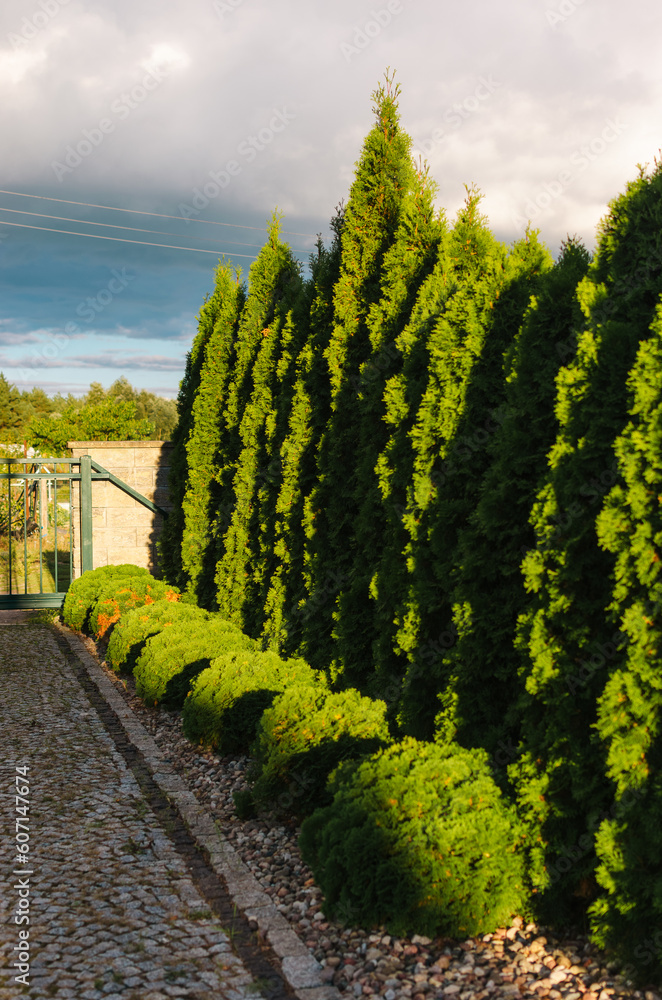 Fototapeta premium Trimmed Bushes Standing in Formation: Green Shrubs Aligned in Candle-Like Shapes against a Sunset Sky