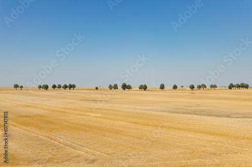 Landscape: Yellow Field with Small Trees on the Horizon