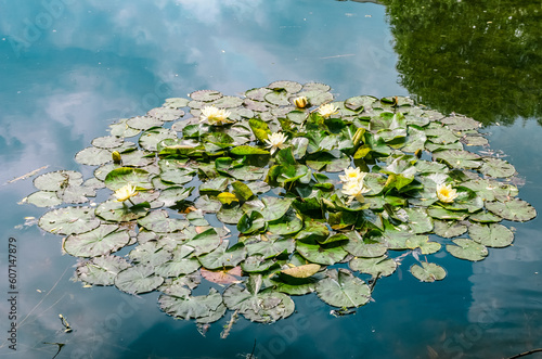 Waterfront Serenity: Lily Pads and Blooming Lilies in an Urban Artificial Pond