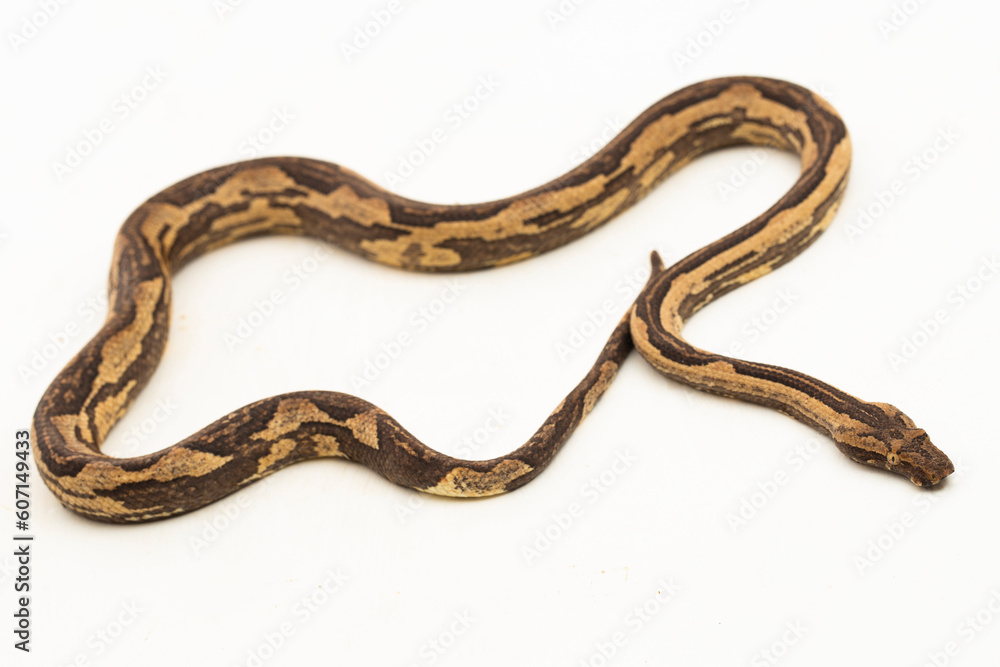 Obraz premium the Indonesian tree boa Candoia carinata or Pacific ground boa snake isolated on white background
