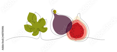 Purple fig fruit. Continuous one line drawing fig, fig half, leaf. Fresh fig fruit and slice organic food in silhouette line on white background. Fashionable natural food vector for label design
