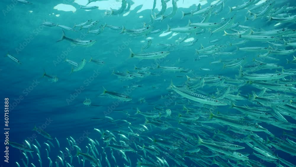 Shoal of Barracudas floats in blue water, Front side, Slow motion. Bottom view, school of Yellow-tailed Barracuda swims on surface background, Yellowspotted Trevally fish chasing them Shoal of Barracudas floats in blue water, Front side, Slow motion. Bottom view, school of Yellow-tailed Barracuda swims on surface background, Yellowspotted Trevally fish chasing them