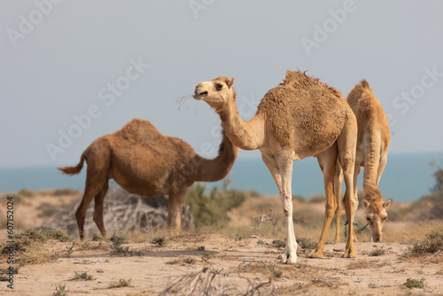 Pack of camels in a desert with vegetation and sea in the background