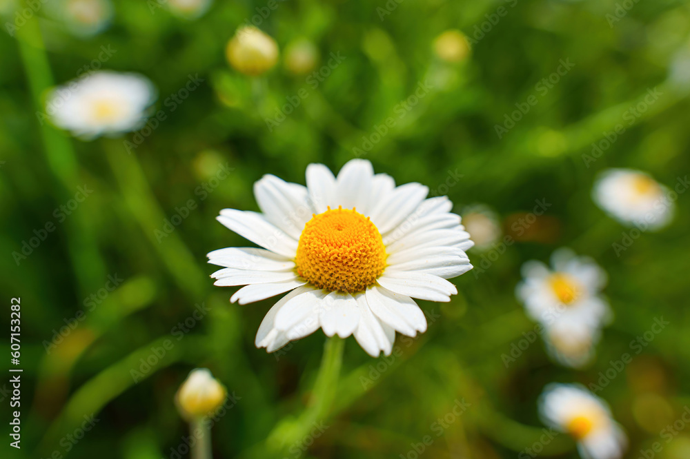 Blooming Daisy in the Field Blooming Daisy in the Field